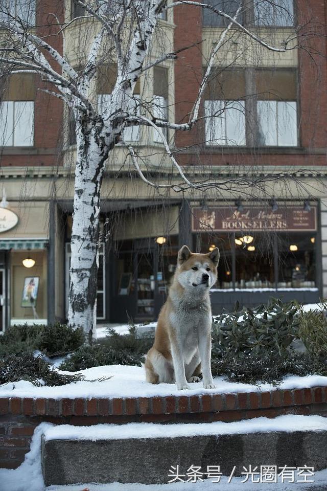 忠犬八公电影狗哭了（宠物电影里能让我流泪的电影忠犬八公的故事）(6)