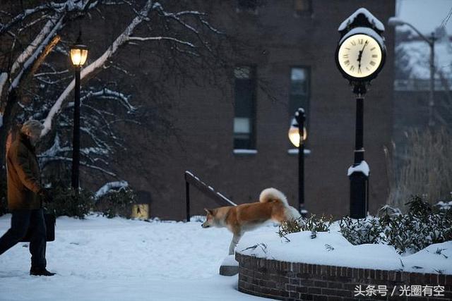 忠犬八公电影狗哭了（宠物电影里能让我流泪的电影忠犬八公的故事）(7)