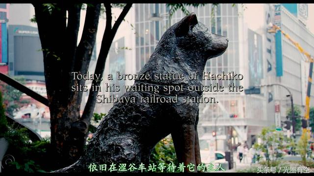 忠犬八公电影狗哭了（宠物电影里能让我流泪的电影忠犬八公的故事）(8)