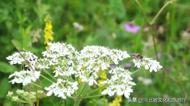 北京黄花城水长城雨后现瀑布奇景（看瀑布奇观观长城壮美）(6)