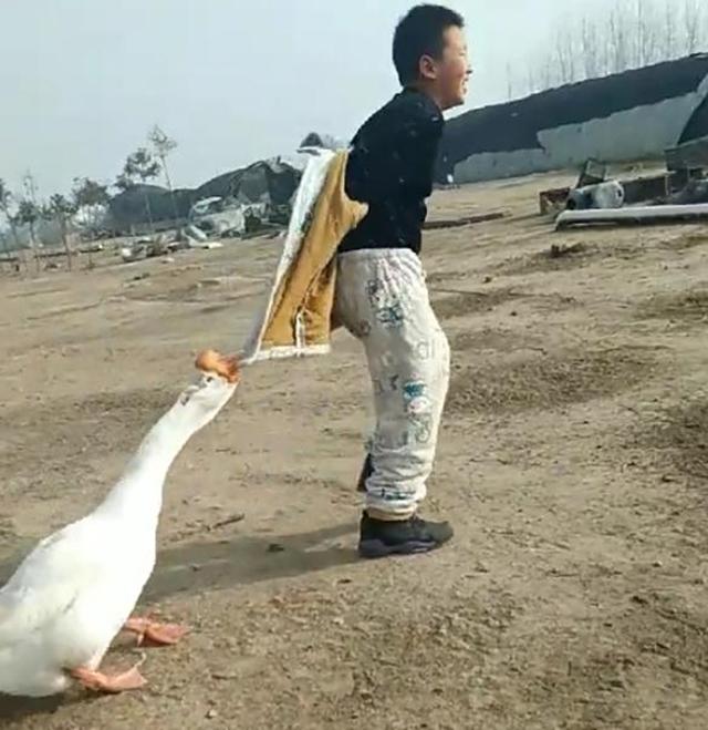 农村三霸沙雕熊猫片段（童年阴影农村三霸）(3)