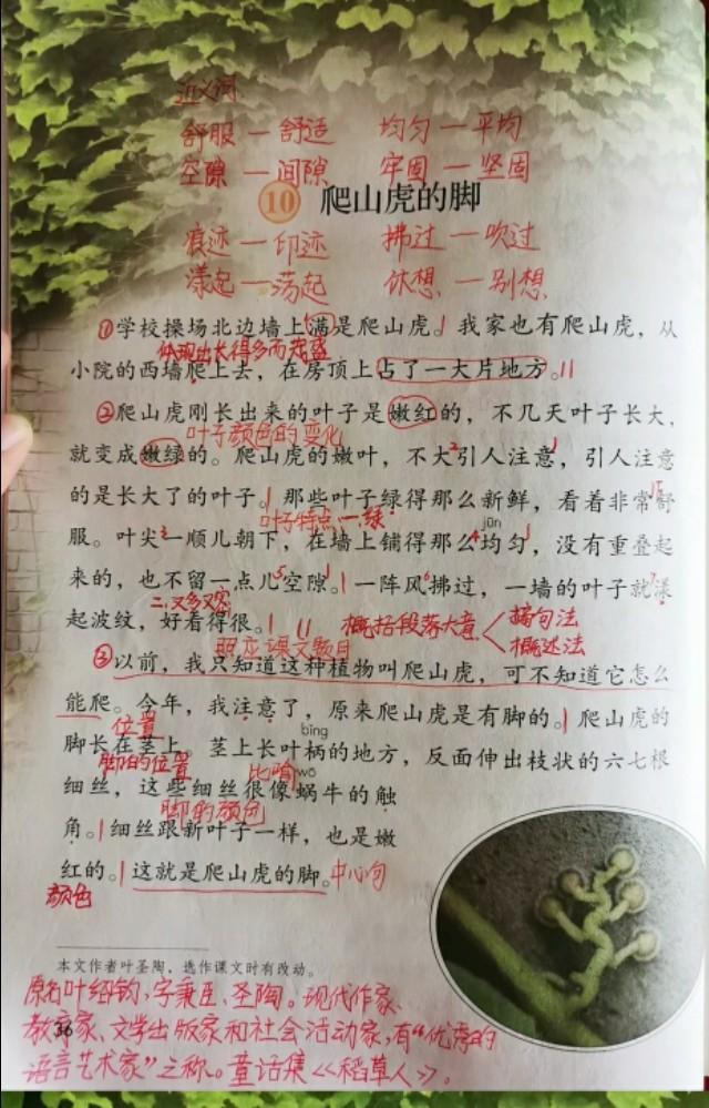 四年级语文第十课爬山虎的脚预习（四年级语文上册第十课爬山虎的脚课文笔记）(2)