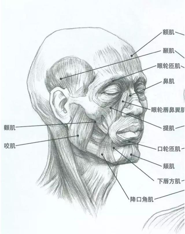 联考素描头像方法教学（美术教程美术生校考之素描头像巧取高分技巧）(2)