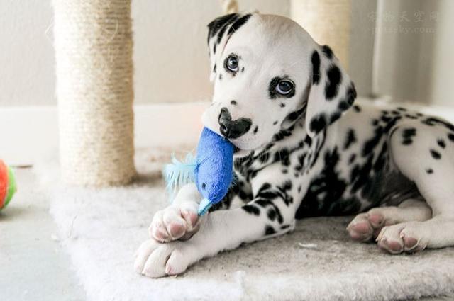 遗弃率最高的狗斑点狗（这是一条与众不同的斑点狗）(5)