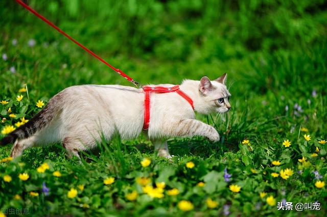 室外遛猫的正确方法（这些准备不能少）(4)