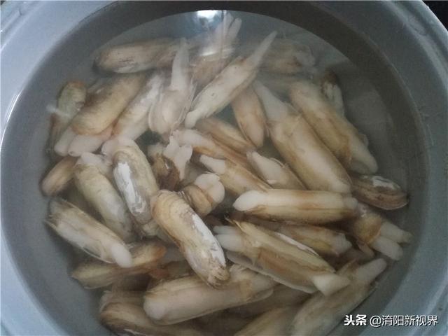 爆炒蛏子做法大全（私房菜揭秘爆炒蛏子）(1)