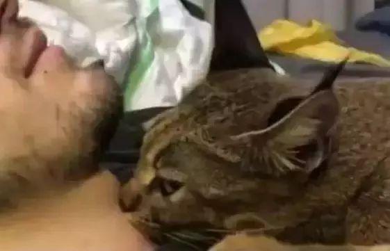 男生最好不要养猫（千万别让男人养猫）(8)