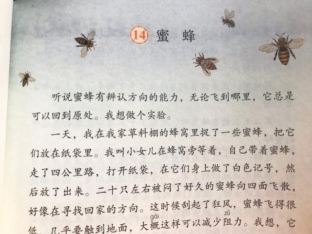 小学语文重难点知识点归纳电子版（三年语文花钟蜜蜂小虾）(4)