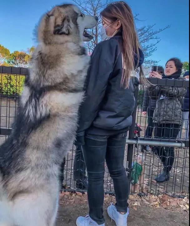 什么狗最忠诚最护主凶猛好养（狗界五大怂货）(7)