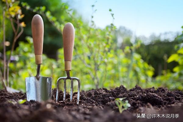 月季开花施肥施什么肥最好（月季施哪种肥长得更快）(18)