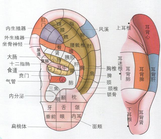 耳朵上重要的三个穴位图（耳朵有91个穴位每天捏耳6分钟）(1)