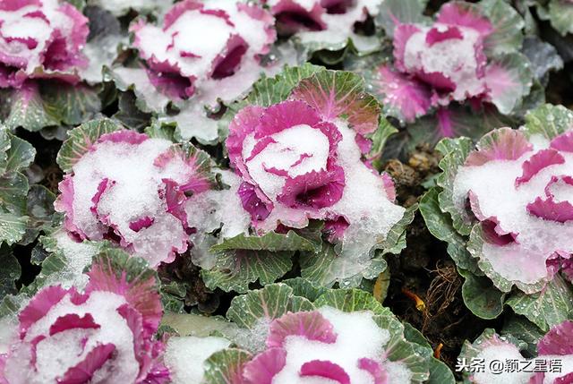 太白湖公园赏花（日湖公园踏雪赏花）(8)