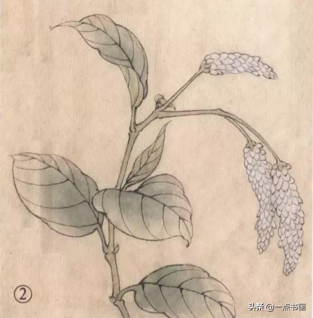 最详细工笔画18种技法图解（工笔画几种常见配景花草画法示范）(12)