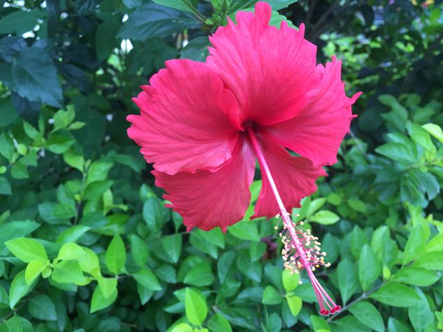 适合在院子种的花高颜值（院子种下3种开不败）(1)