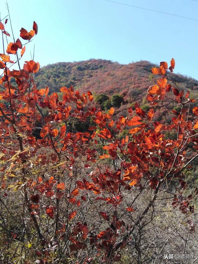 洛阳木札岭景区攻略一日游路线（洛阳自驾偃师柏峪）(5)