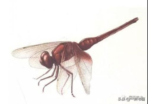 国画蜻蜓的画法步骤 图文（国画教程红蜻蜓的工笔画法步骤分解）(5)