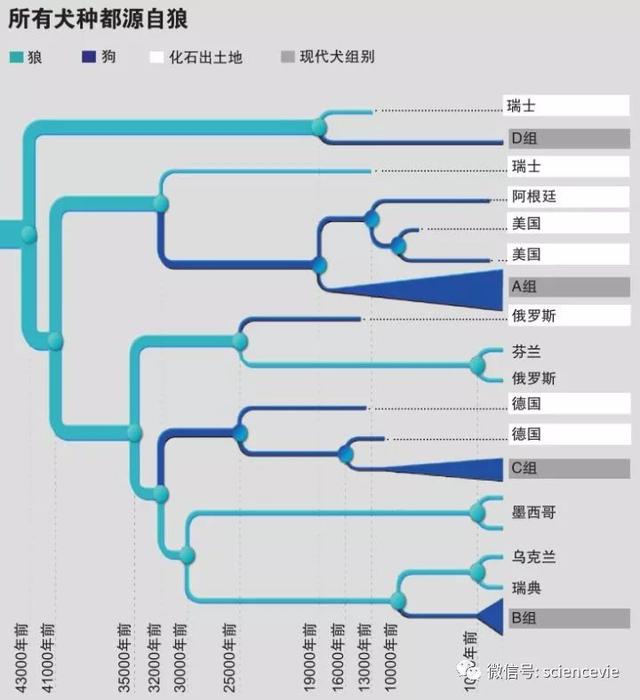 狼最终进化成什么（狼是怎么进化成狗的）(5)