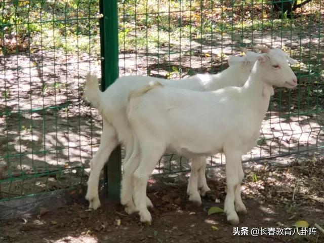 长春市一实验中海小学地址（长春市第一实验中海小学的一天）(29)