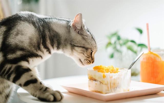 猫咪最爱吃的食物是哪几种（实不相瞒这几种食物）(2)