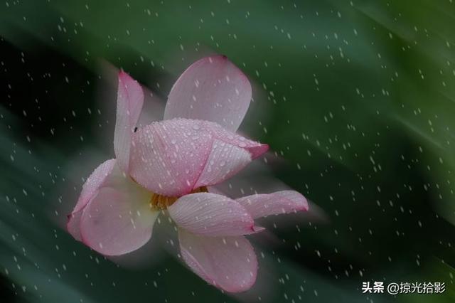 雨中的探戈芭蕾：雨中的探戈(1)