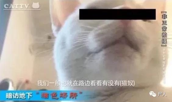 暗访猫咪吸猫场所（卧底地下吸猫场所）(19)