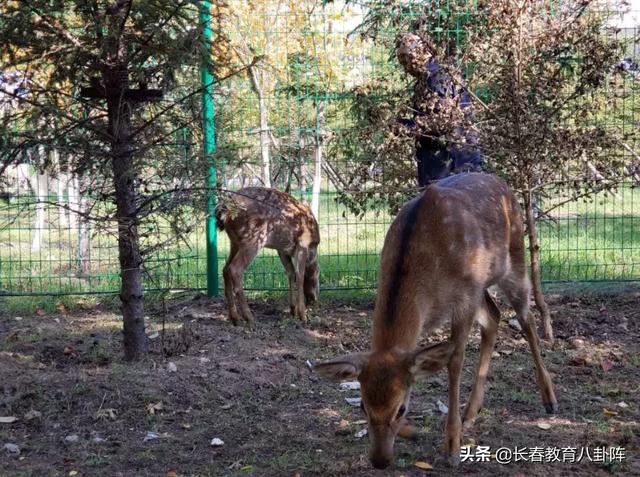 长春市一实验中海小学地址（长春市第一实验中海小学的一天）(28)