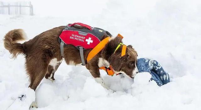 雪崩救援的黄金时间（比仪器还灵敏的雪崩搜救犬）(2)