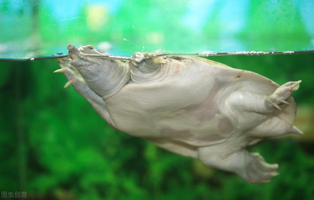 乌龟怎么能在水里和陆地同时呼吸（乌龟身体机能有别于其他动物）(3)