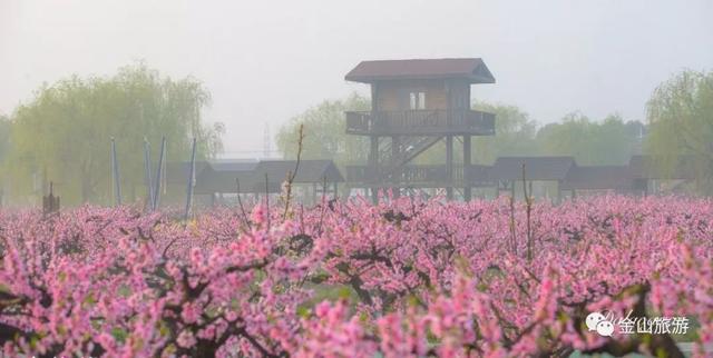 金山游玩攻略全部图解（看金山三月有时间一起来金山旅行吧）(22)