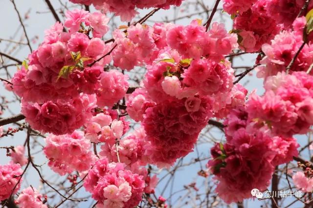 樱花的传说和花语（樱花花语及美丽的传说）(10)