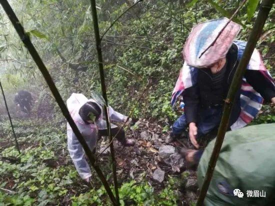 唐家河大熊猫保护区（瓦屋山自然保护区外首次发现大熊猫活动痕迹）(6)