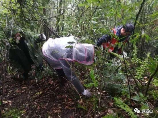 唐家河大熊猫保护区（瓦屋山自然保护区外首次发现大熊猫活动痕迹）(7)