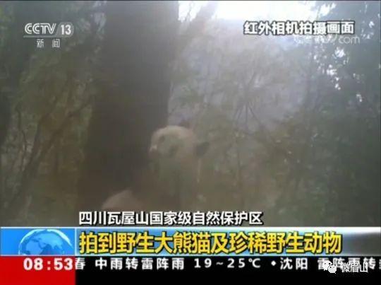 唐家河大熊猫保护区（瓦屋山自然保护区外首次发现大熊猫活动痕迹）(10)