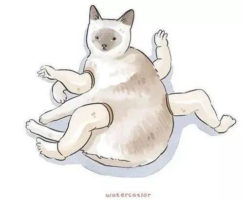 插画师笔下的猫咪叫什么（插画师笔下的猫咪）(40)