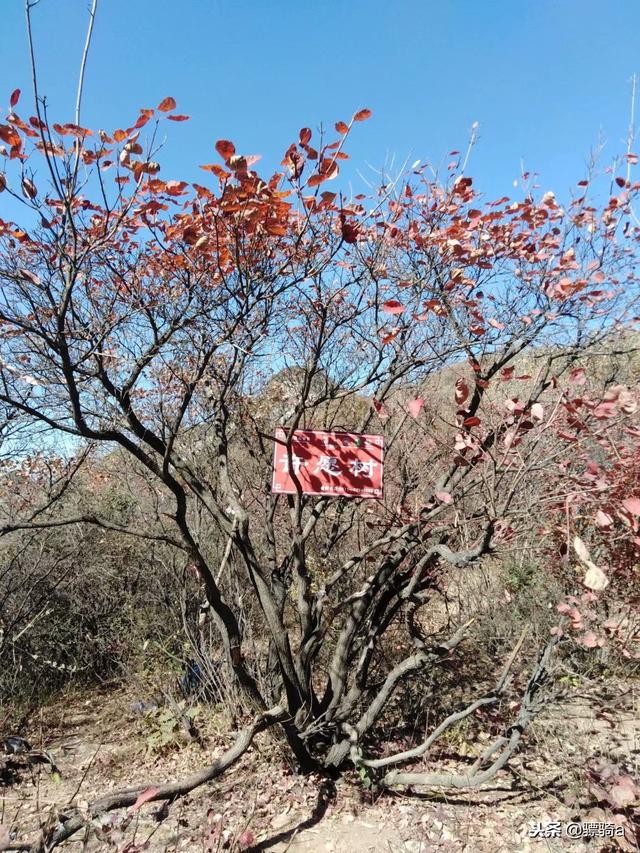 洛阳木札岭景区攻略一日游路线（洛阳自驾偃师柏峪）(10)