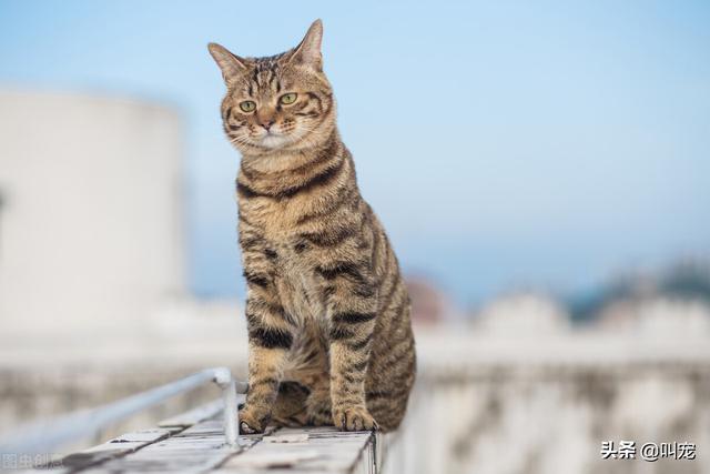 室外遛猫的正确方法（这些准备不能少）(2)