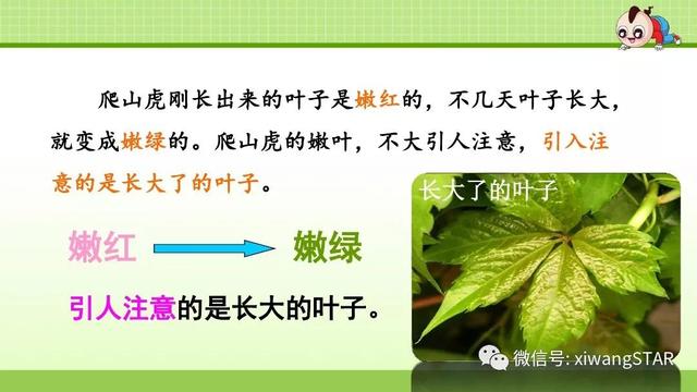 四年级语文上册爬山虎的脚知识点（部编版四年级语文上册第三单元10.爬山虎的脚知识点及练习）(39)