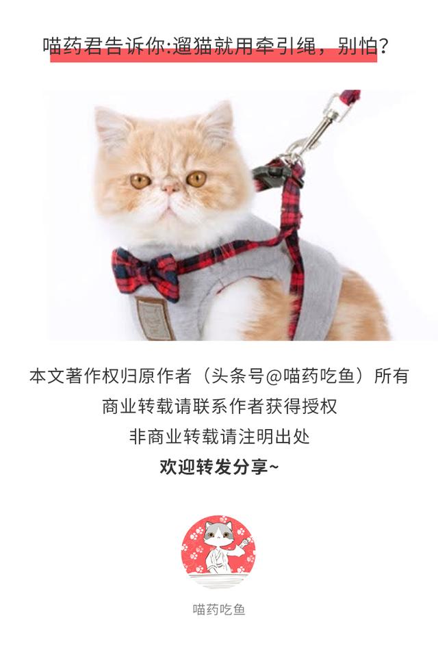 牵引绳遛猫注意事项（现在遛猫都用上牵引绳了么）(1)