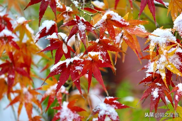 太白湖公园赏花（日湖公园踏雪赏花）(15)