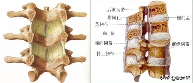 腰椎间盘突出症的正确治疗（腰椎间盘突出症诊断与治疗）(5)