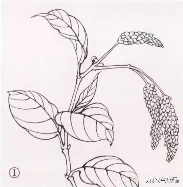 最详细工笔画18种技法图解（工笔画几种常见配景花草画法示范）(11)