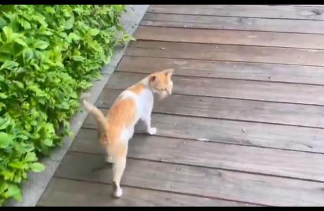 国外小哥野外捡到小奶猫把它养大（小伙喂养流浪猫）(3)