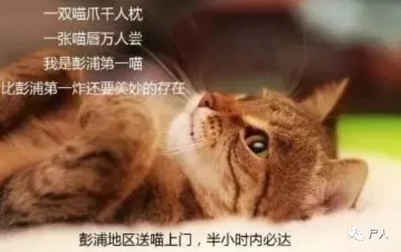 暗访猫咪吸猫场所（卧底地下吸猫场所）(7)