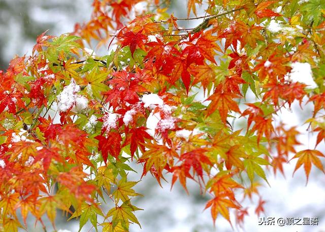 太白湖公园赏花（日湖公园踏雪赏花）(16)