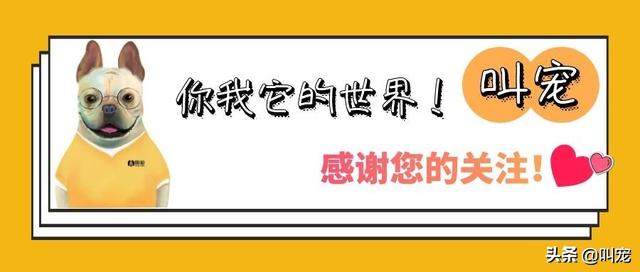 室外遛猫的正确方法（这些准备不能少）(10)