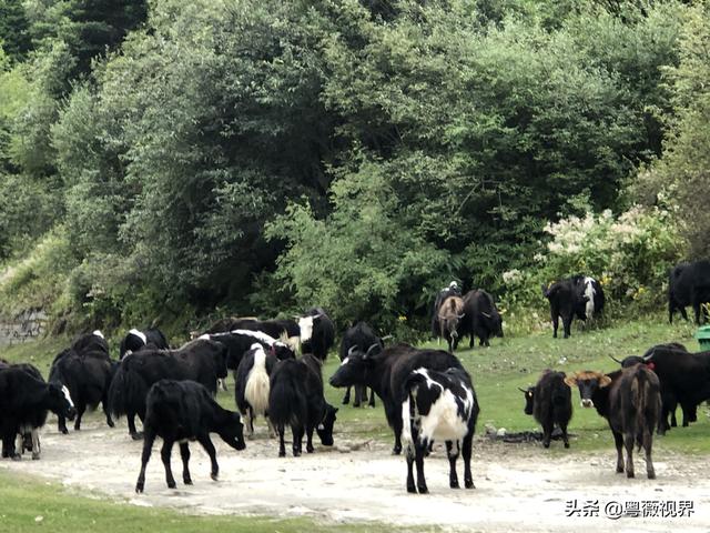 北京到拉萨自己车旅游攻略图（开着汽车去拉萨）(8)