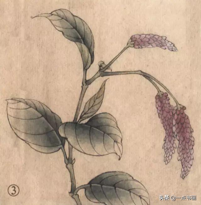 最详细工笔画18种技法图解（工笔画几种常见配景花草画法示范）(13)