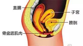 盆底肌锻炼如何才能找准位置（史上最完整的盆底肌锻炼攻略）(4)