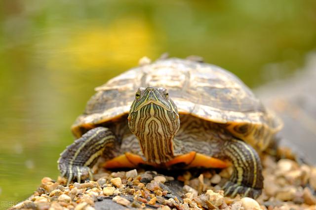 乌龟怎么能在水里和陆地同时呼吸（乌龟身体机能有别于其他动物）(2)