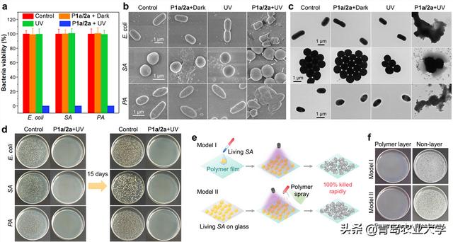 青岛农业大学李峰教授，青岛农业大学韩磊教授联合团队在JACS(4)